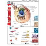 Plansa Anatomie 1, editura Booklet