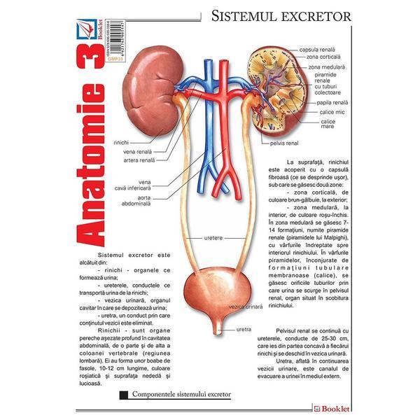Plansa Anatomie 3, editura Booklet