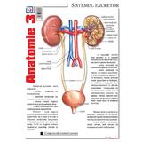 Plansa Anatomie 3, editura Booklet