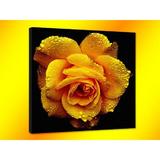 tablou-canvas-decorativ-floare-trandafir-50x50-cm-decoratiuni-interioare-piksel-2.jpg
