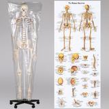 model-schelet-anatomic-d-s-2.jpg