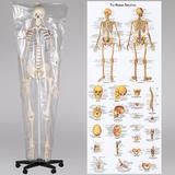 model-schelet-anatomic-d-s-2.jpg
