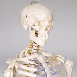 model-schelet-anatomic-d-s-3.jpg