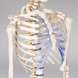 model-schelet-anatomic-d-s-4.jpg