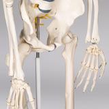 model-schelet-anatomic-d-s-5.jpg