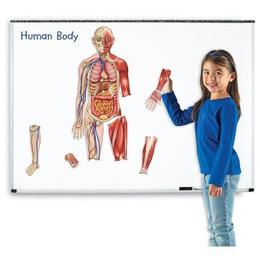 Set magnetic - macheta corpul uman - learning resoruces