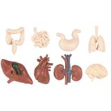 Set figurine Organele corpului uman - Safari LTD