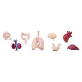 set-figurine-organele-corpului-uman-safari-ltd-4.jpg
