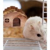 casuta-din-lemn-pentru-hamster-h-17-cm-natur-4.jpg