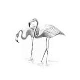 Crochiu incepatori-Flamingo 13x18 cm