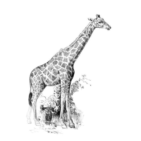 Nou Ema Crochiu incepatori-Girafa 13x18 cm