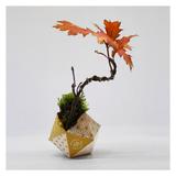 kit-de-crestere-plante-japan-bonsai-pot-plant-2.jpg