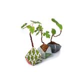 kit-de-crestere-plante-japan-bonsai-pot-plant-3.jpg