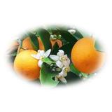 esen-natural-aromaterapie-laboratorio-sys-floare-de-portocal-12-ml-2.jpg