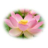 esen-natural-aromaterapie-laboratorio-sys-lotus-12-ml-3.jpg