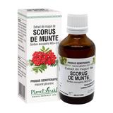 Extract din Muguri de Scorus de Munte, PlantExtrakt, 50 ml