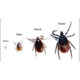 insecticid-draker-10-2-1-l-insecte-taratoare-si-zburatoare-duracid-furnici-100-g-4.jpg