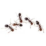 insecticid-draker-10-2-1-l-insecte-taratoare-si-zburatoare-duracid-furnici-100-g-5.jpg