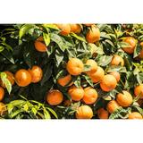 unt-hranitor-de-corp-the-body-shop-satsuma-50-ml-2.jpg