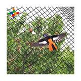 Plasa anti pasari pentru protectie copaci,pomi fructiferi 4x50 8g/mp