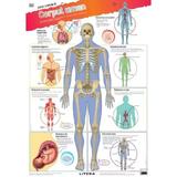 Descopera! Corpul uman. Planse educationale, editura Litera