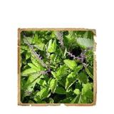 pudra-de-tulsi-le-erbe-di-janas-100gr-2.jpg