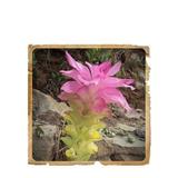 curcuma-pudra-ayurvedica-le-erbe-di-janas-100gr-2.jpg