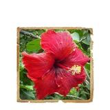 pudra-de-hibiscus-jaswand-le-erbe-de-janas-100-gr-2.jpg