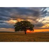 puzzle-1000-leaves-eclipse-2.jpg